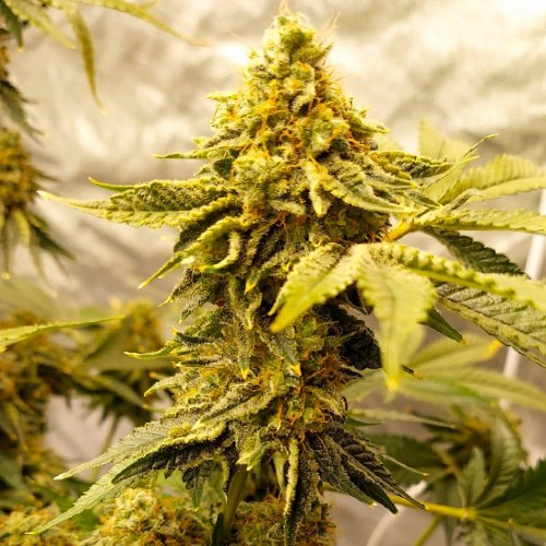 Купить стакан травы Northern Lights