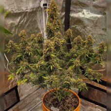 Купить стакан травы Auto Mazar