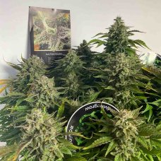 Купить стакан травы Auto Pablo Escobar