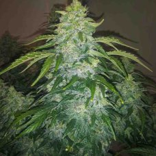 Auto White Russian