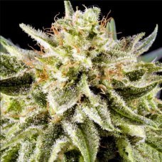 Купить стакан травы Auto White Russian