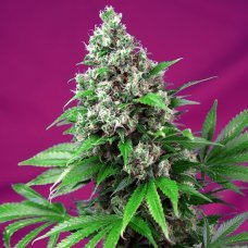 Купить стакан травы Auto Killer Kush