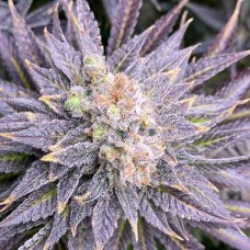 Купить стакан травы Hindu Kush