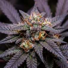 Купить стакан травы Black Opium