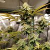 Bruce Banner