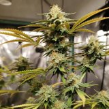Bruce Banner