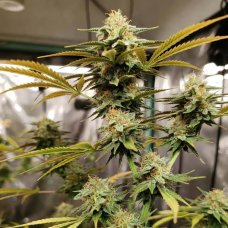 Bruce Banner