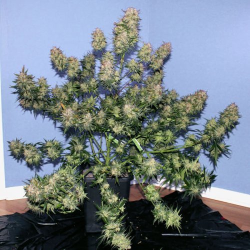 Купить стакан травы Auto Girl Scout Cookies