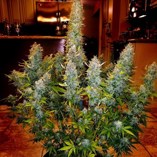 Купить стакан травы Auto Gorilla #5