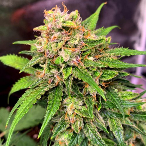 Купить стакан травы Auto Lemon Zkittlez от Marley Seedbank