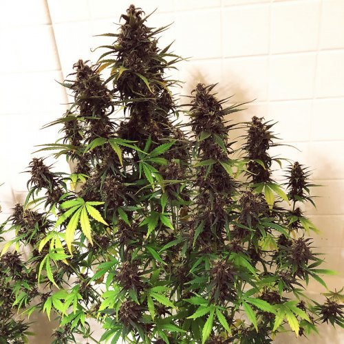 Купить стакан травы Auto LSD