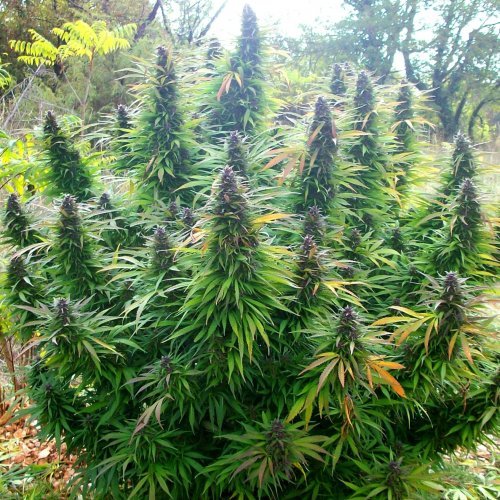 Купить стакан травы Gagarin fem