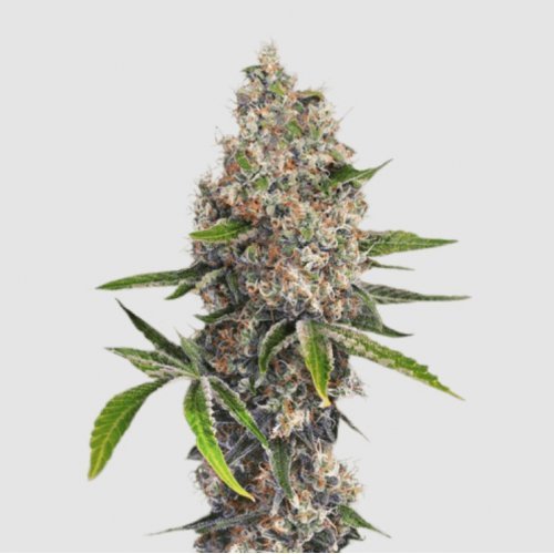 Купить стакан травы Сорт конопли OG Kush