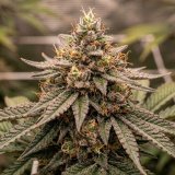 Gelato