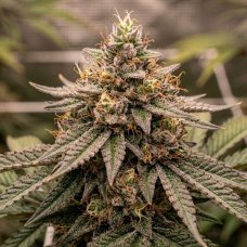 Gelato