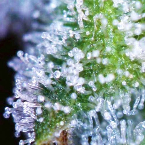 Купить стакан травы Divine Indica