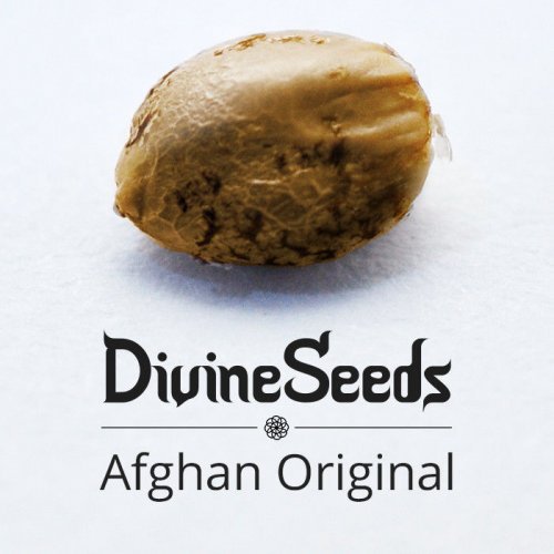 Купить стакан травы Afghan Original