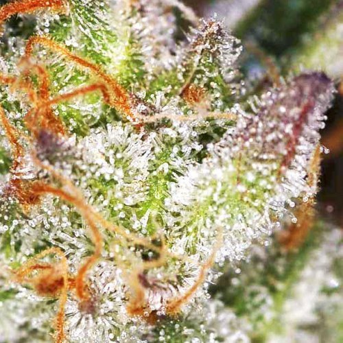 Купить стакан травы Afghanistan Lights