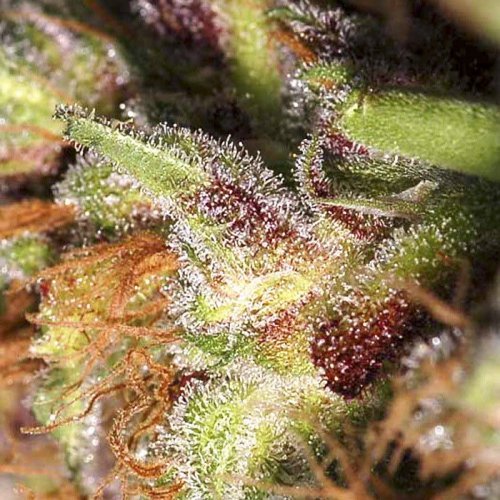 Купить стакан травы White Widow