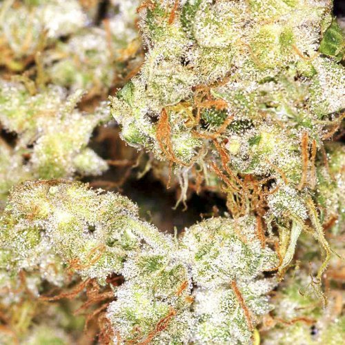 Купить стакан травы Turkman Valley