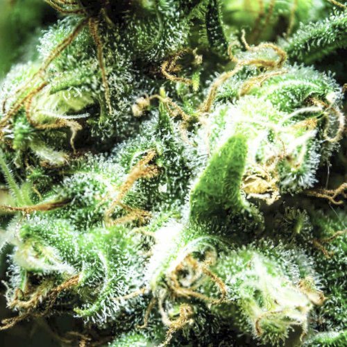 Купить стакан травы Pablo Escobar