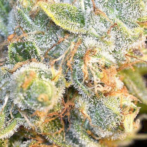 Купить стакан травы AK-47