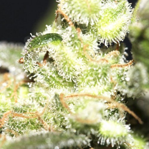 Купить стакан травы Auto Big Bang