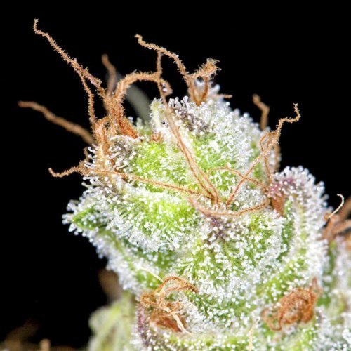 Купить стакан травы Auto Big Bang