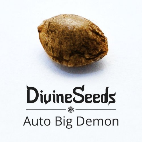 Купить стакан травы Auto Big Demon