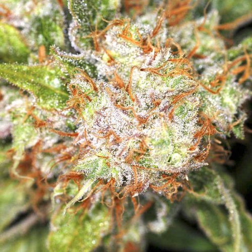 Купить стакан травы Auto AK-47 XL