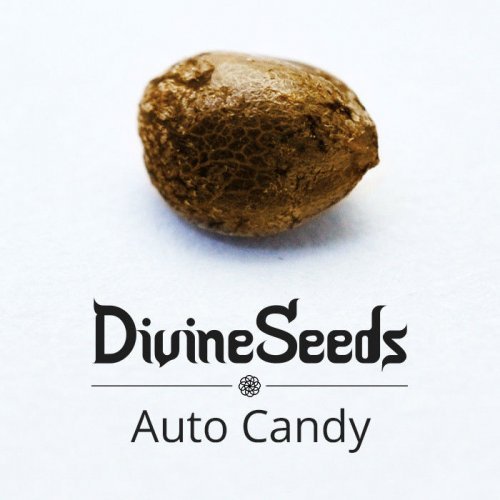 Купить стакан травы Auto Candy