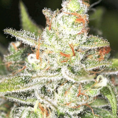 Купить стакан травы Auto Candy