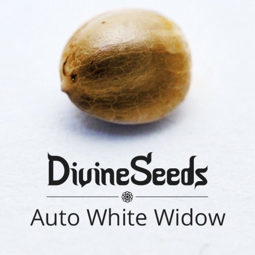 Купить стакан травы Auto White Widow