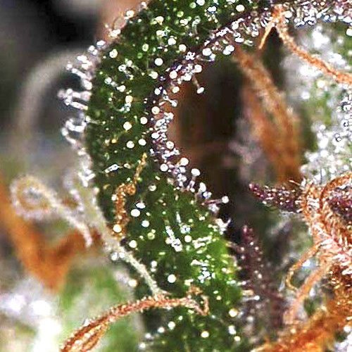 Купить стакан травы Auto White Widow