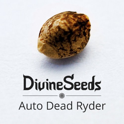 Купить стакан травы Auto Deadryder
