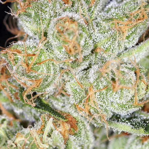 Купить стакан травы Auto Hindu Kush