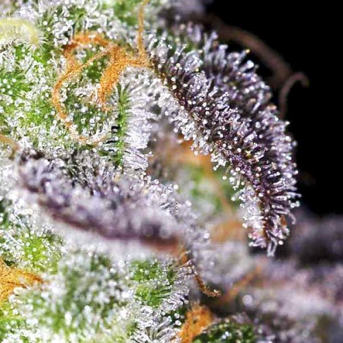 Купить стакан травы Auto Kabul