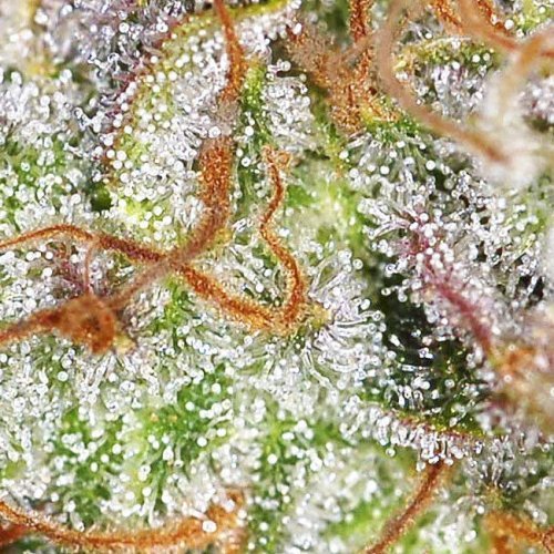 Купить стакан травы Auto Opium