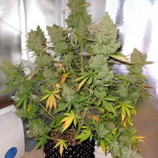 Купить стакан травы Auto Blueberry 4:20 