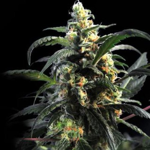 Купить стакан травы Africa Unite