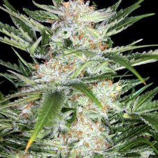 Купить стакан травы White Widow