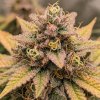Zkittlez